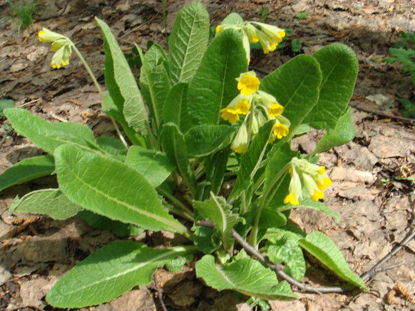 Айгуль Саитбаталова