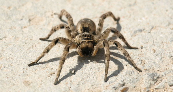 Андрей Бирюков