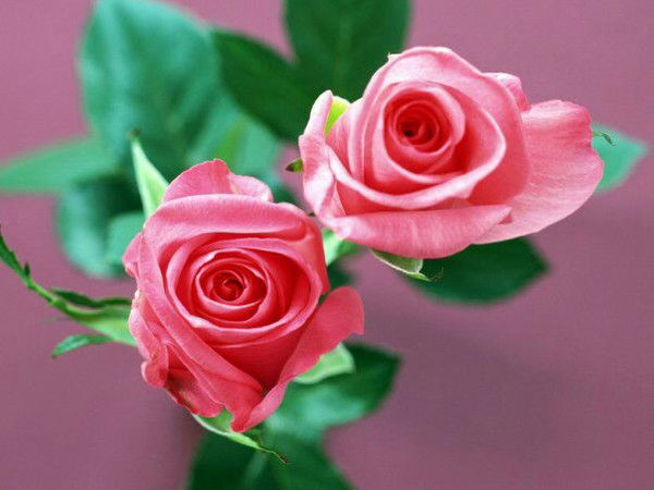 Папина Радость Мамина Прелесть