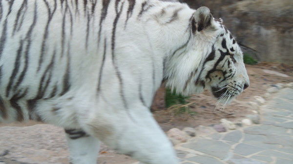 Алексей Жикин