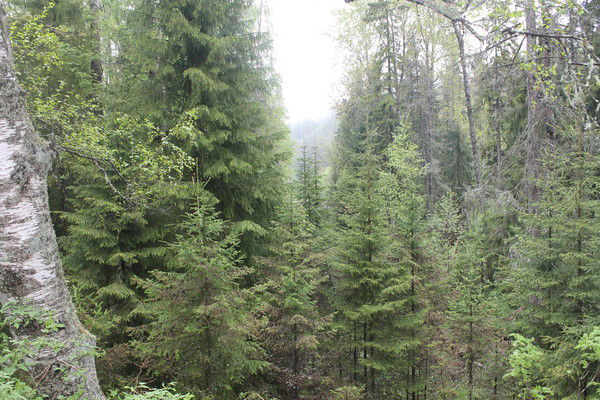 Елена Ровинская