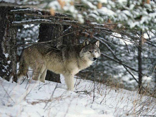 Соня Спирина