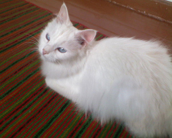 Дмитрий Орлов