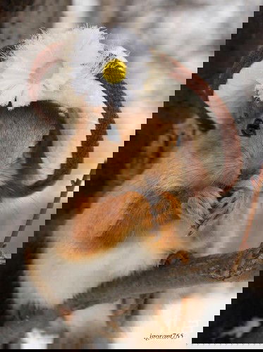 Елена Тихомирова