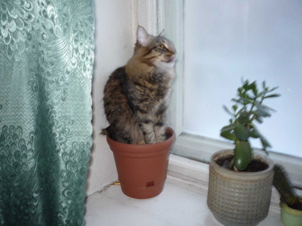 Дмитрий Охохонин