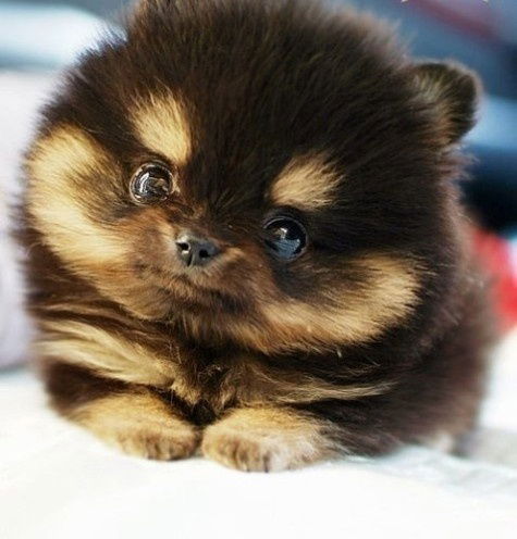 Катя Шатилова