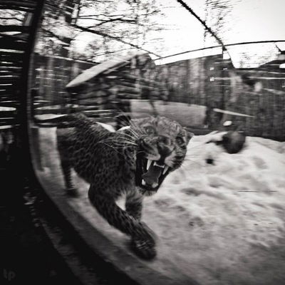 Дарья Гуркина