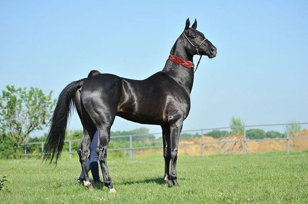 Марат Ярашев