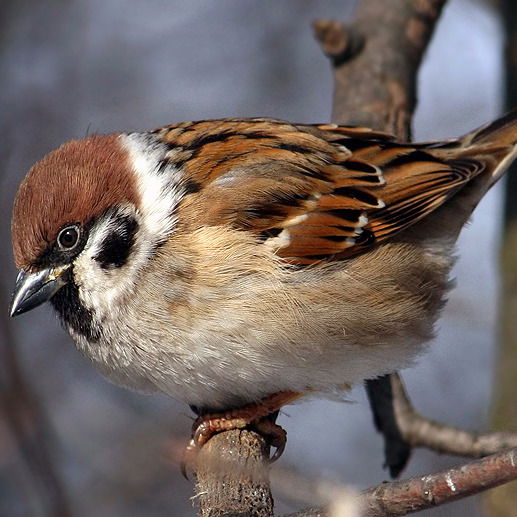 Елена Игонина