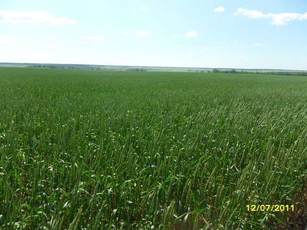 Сорочинский Филиал Никонорова