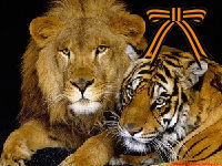 Марина Чибисова