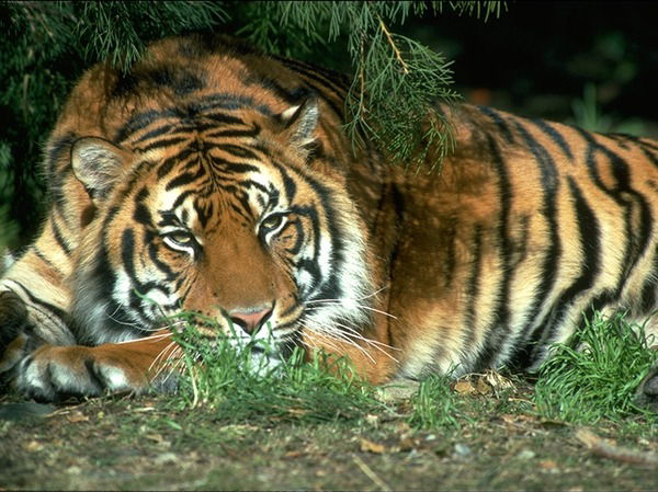 Лора Врождаева