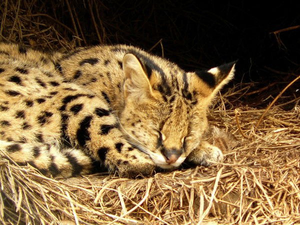 Андрей Крекотень