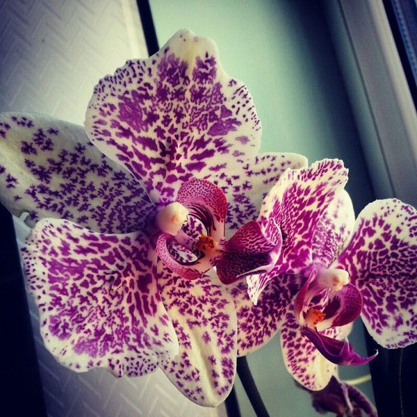 Корлан Калиева