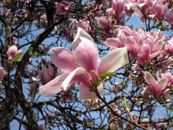 Светлана Разумова