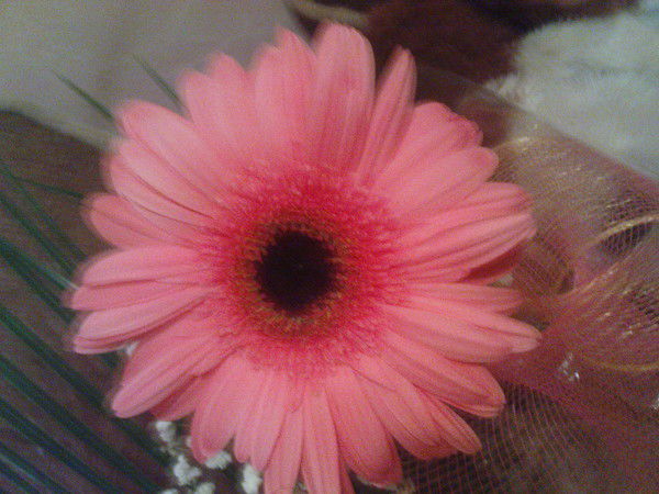 Виктория Полищук