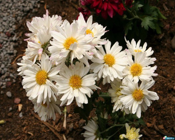 Юлия Волкова