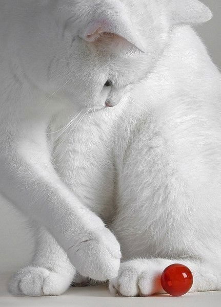 Кристина Медведева