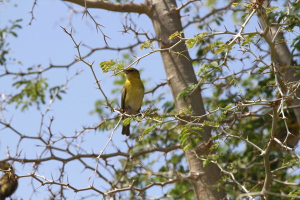 Оксана Маренко