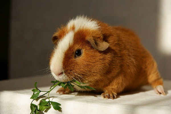 Ирина Ниговская