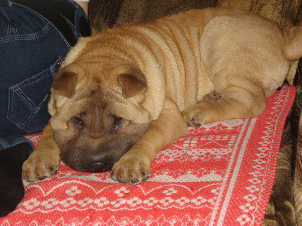 Юлия Сазонова