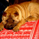 Юлия Сазонова