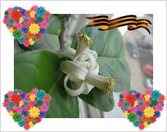 Ирина Цветкова