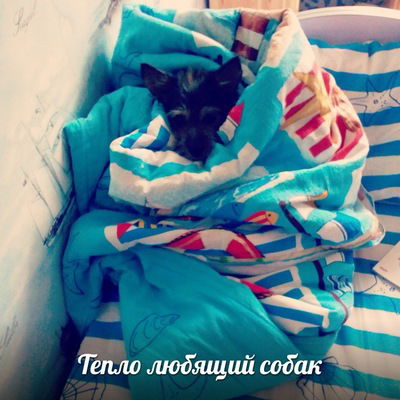 Ника Мяктова