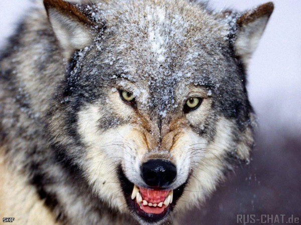 Дмитрий Быстров