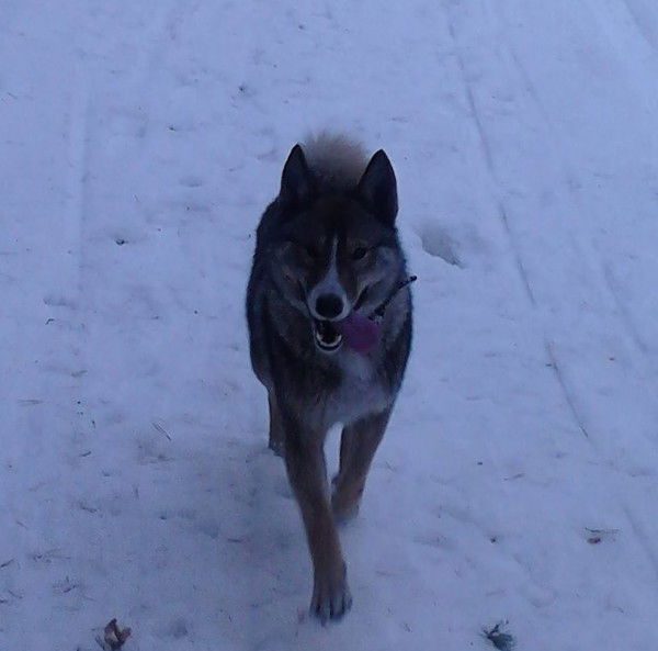 Максим И Юлия Шутовы