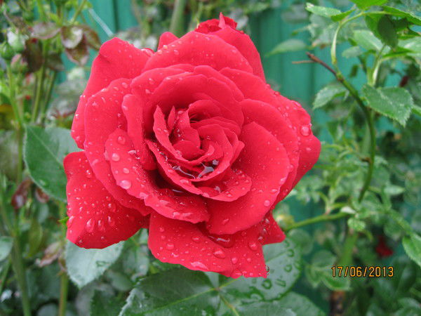 Тамара Акинина