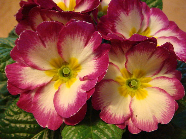 Nationality Fashion Дом Моды