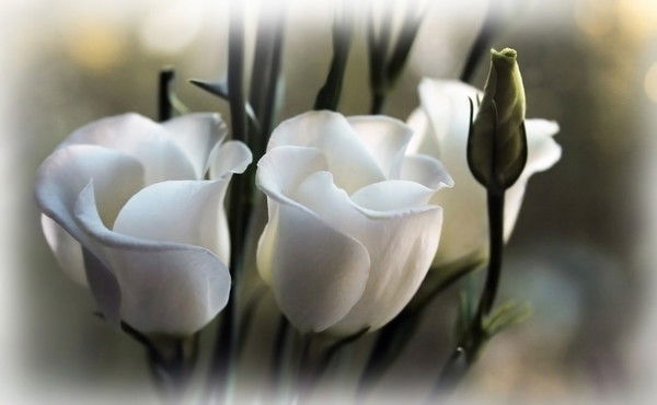 Алтын Серикбаева