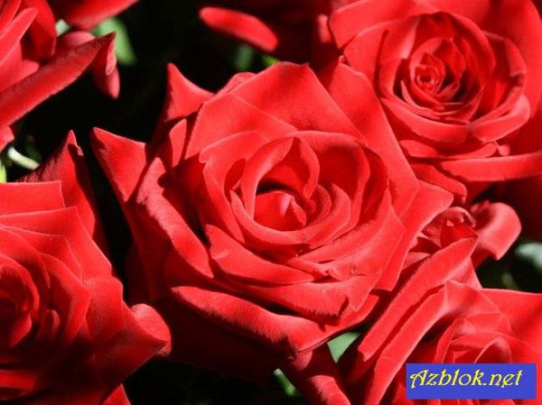 Кымбат Жээналиева