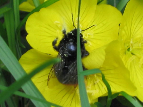 Ольга Пушкова