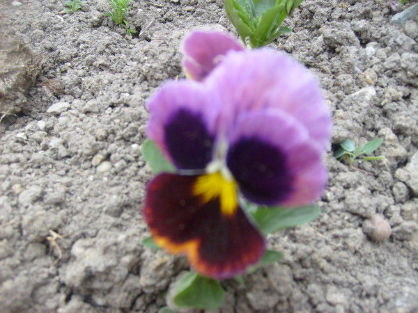 Елена Громилина