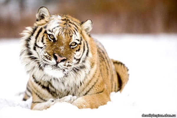 Владимир Ли