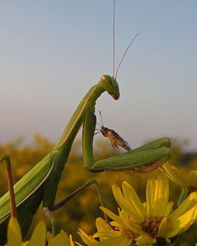 Александр Забровский