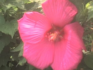 Халбуви Изимова