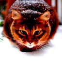 Коля Федичкин