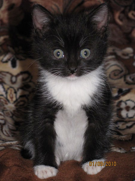 Елена Калашникова