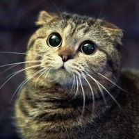 Елена Рогулина