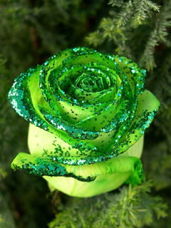 Лариса Цыпленкова