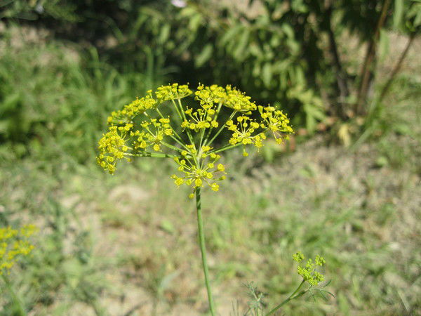 Бауыржан Абишев