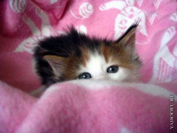 Юлия Салмина