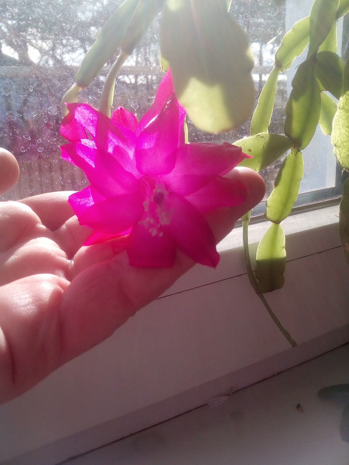 Яяя Та Самая