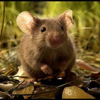 Мышь Полёвка