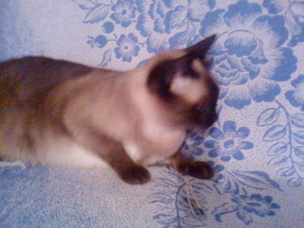 Людмила Ковтун