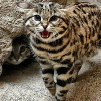 Денис Мотин