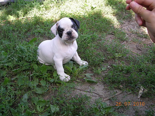 Дмитрий Нестеренко